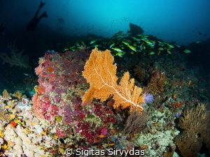 Diving in Maldives by Sigitas Sirvydas 